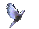 flying-dove.gif