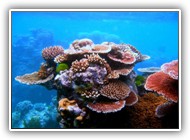 Coral_Outcrop_Flynn_Reef