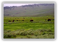 lamar-valley-Yellowstone