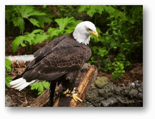 http://img.ehowcdn.com/article-new/ehow/images/a06/b4/9n/american-bald-eagle-gifts-1.1-800x800.jpg