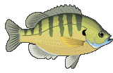 fish-177.gif