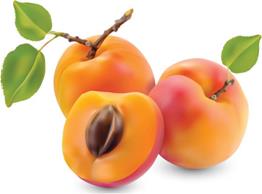apricot1.jpg