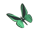 animated-birdwing-butterfly.gif