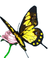 butterfly-flower.gif
