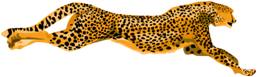 Cheetah3_Animal_Clipart.png
